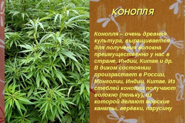Кракен 24